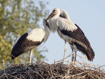 storks-gd3f675746_1920